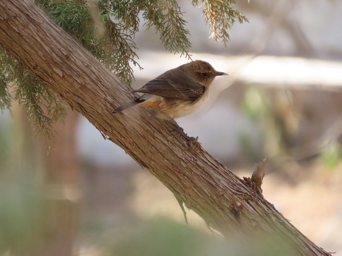 Arabian Wheatear - ML376968351