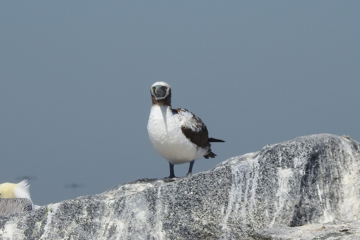 Masked Booby - ML376969501