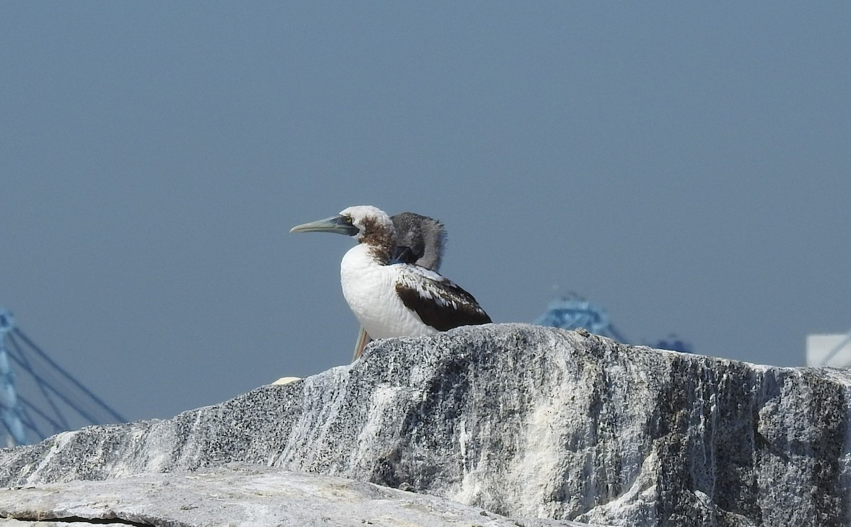 Masked Booby - ML376969531