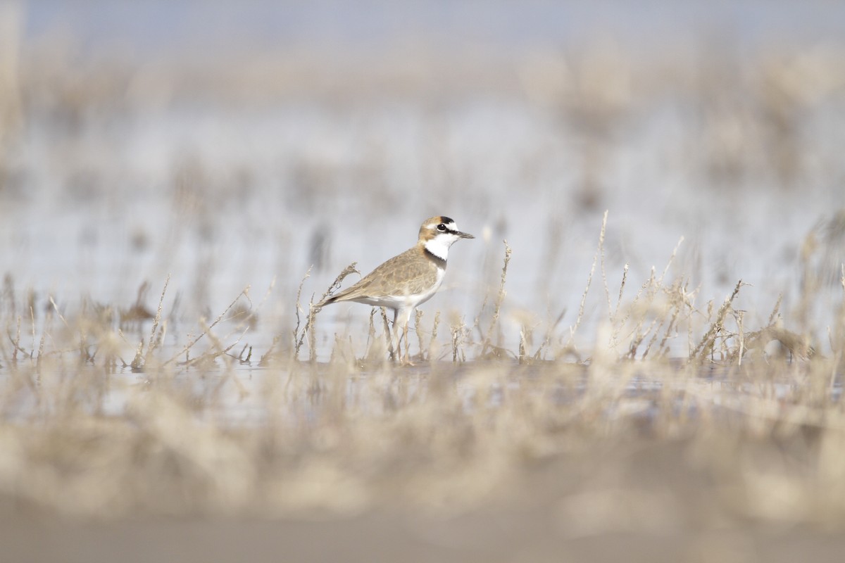 Collared Plover - ML376969701