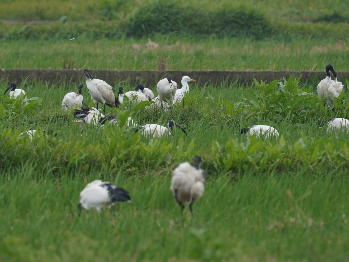 African Sacred Ibis - ML376969931