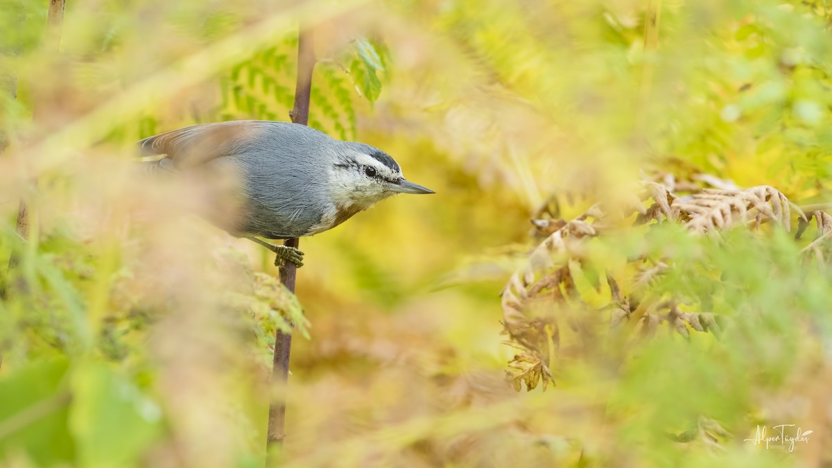 Krüper's Nuthatch - ML376971731