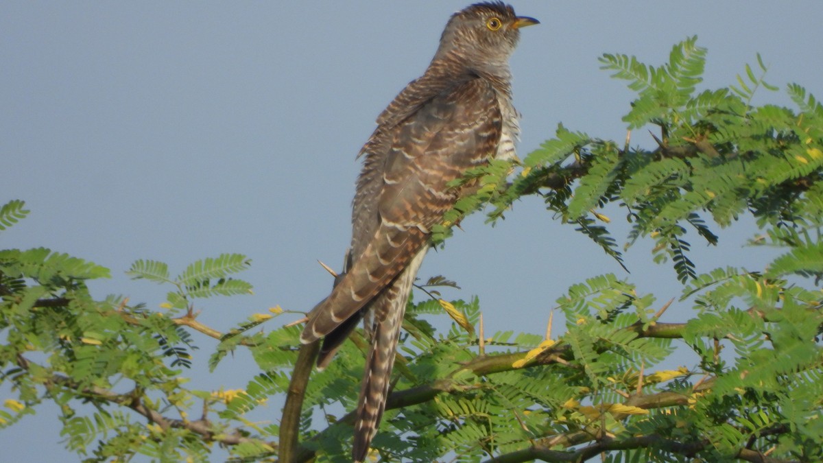 Common Cuckoo - ML376972091