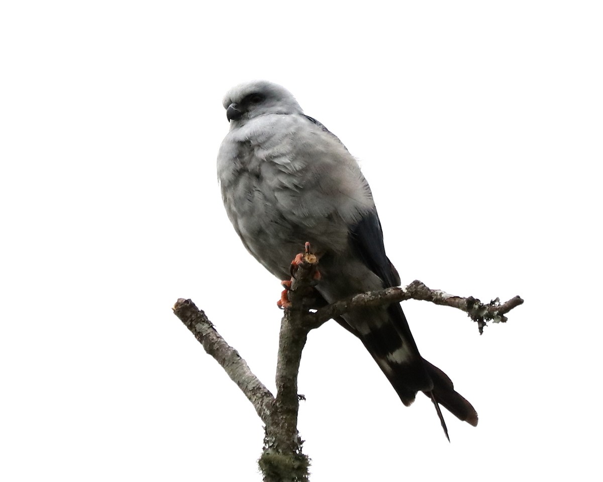 Plumbeous Kite - ML376973241