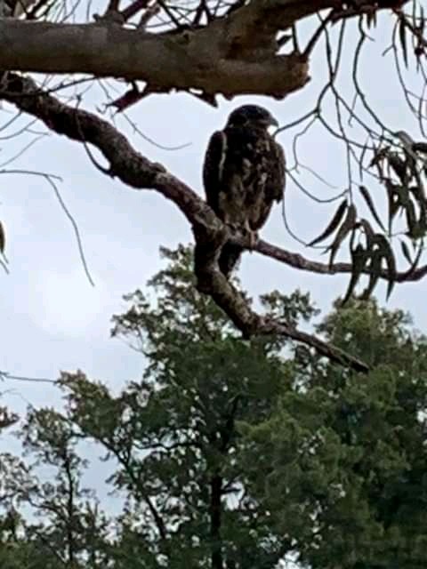 Black-chested Buzzard-Eagle - ML376973731