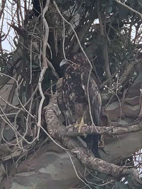 Black-chested Buzzard-Eagle - ML376973751