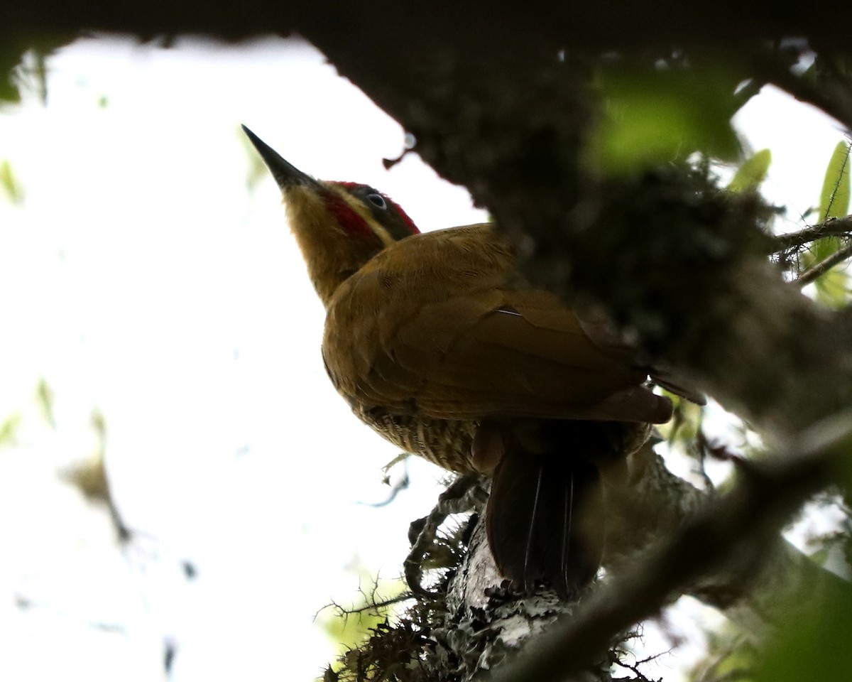 Golden-green Woodpecker - ML376973961