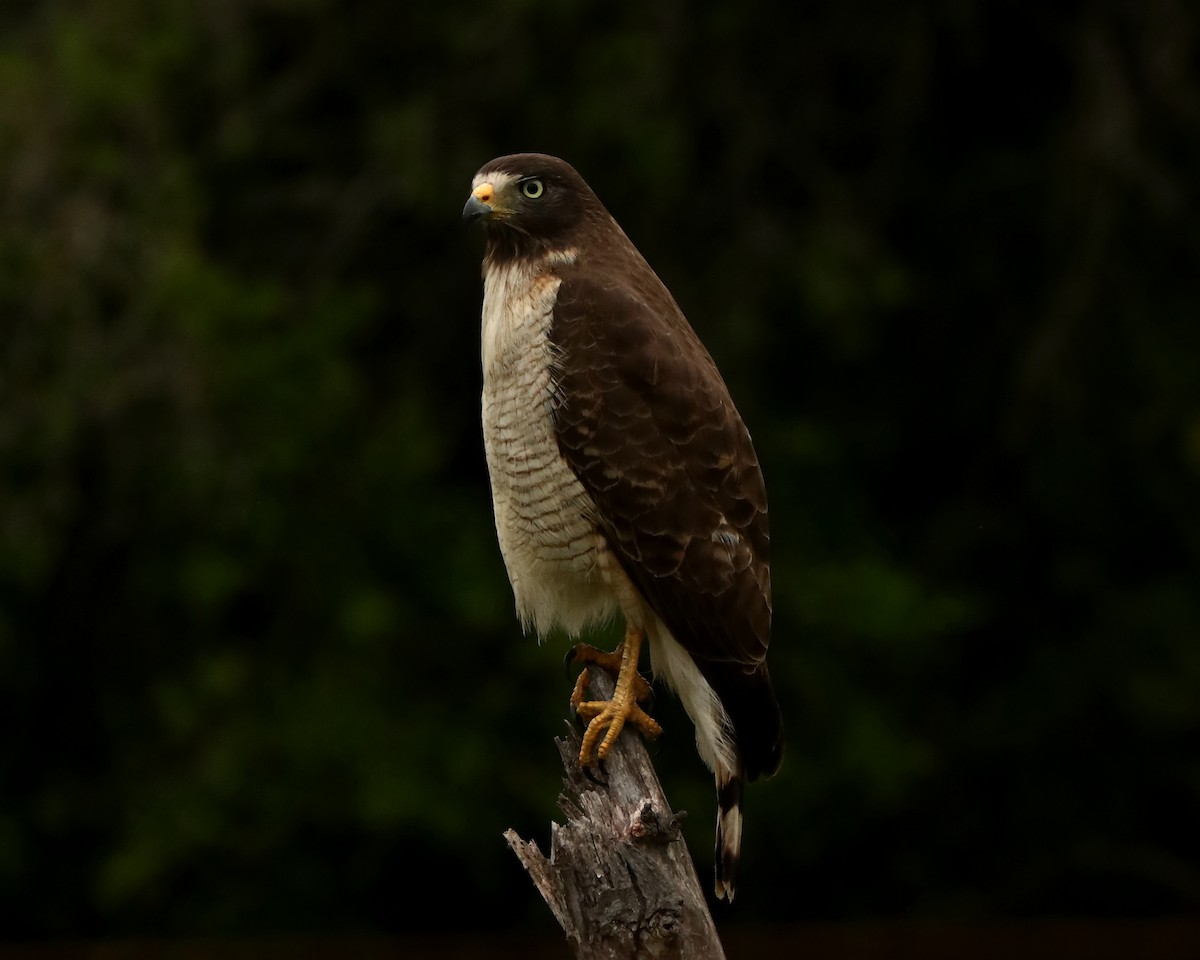 Roadside Hawk - ML376974261