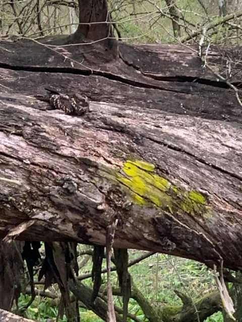 Band-winged Nightjar - ML376974901
