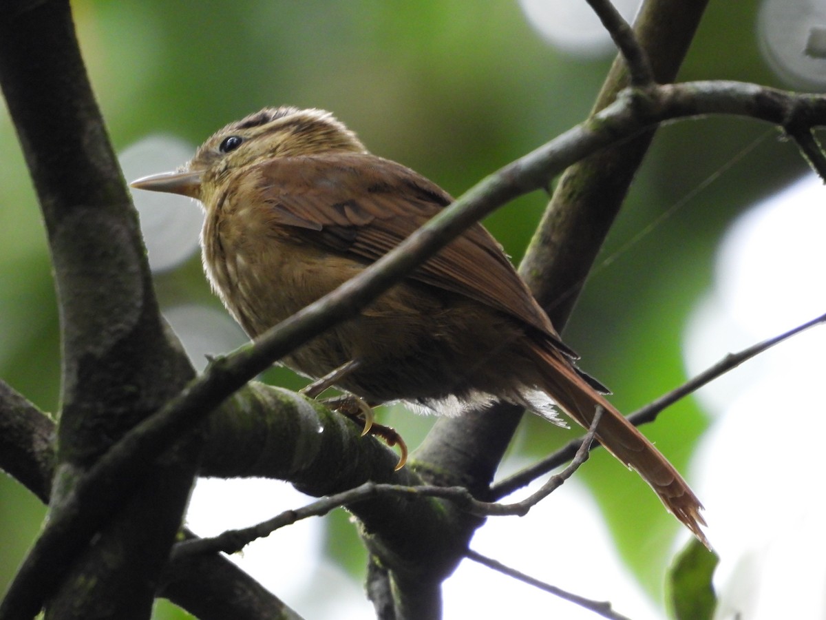 White-browed Foliage-gleaner - ML376975511