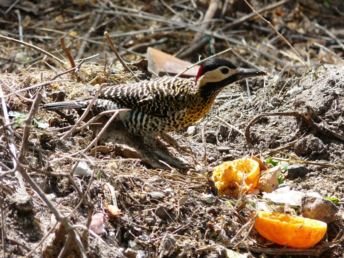 Green-barred Woodpecker - Julia M.