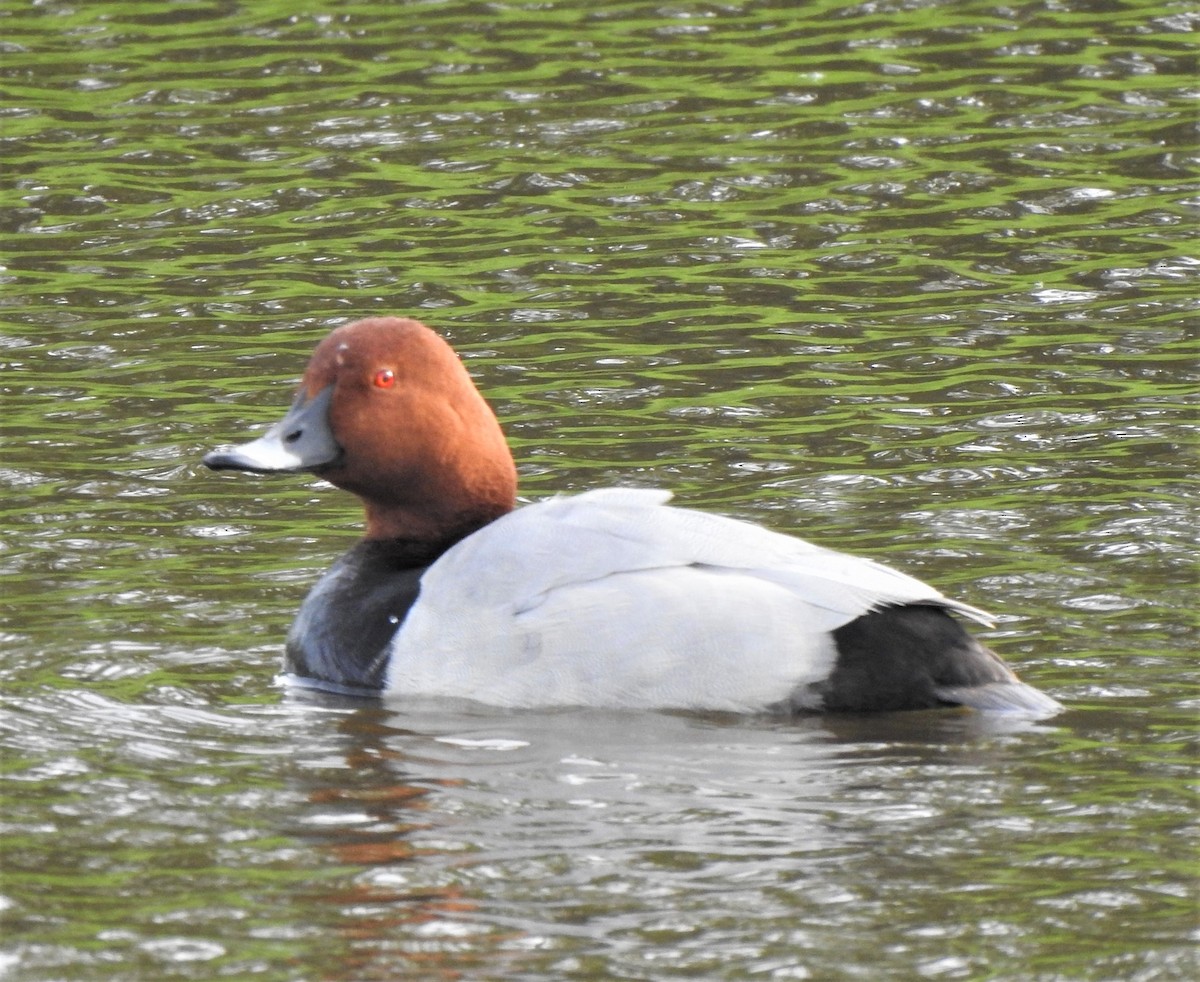 Common Pochard - ML376976781