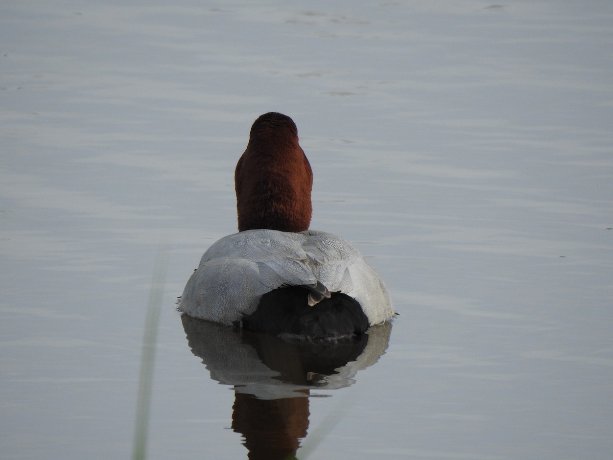 Common Pochard - ML376976881