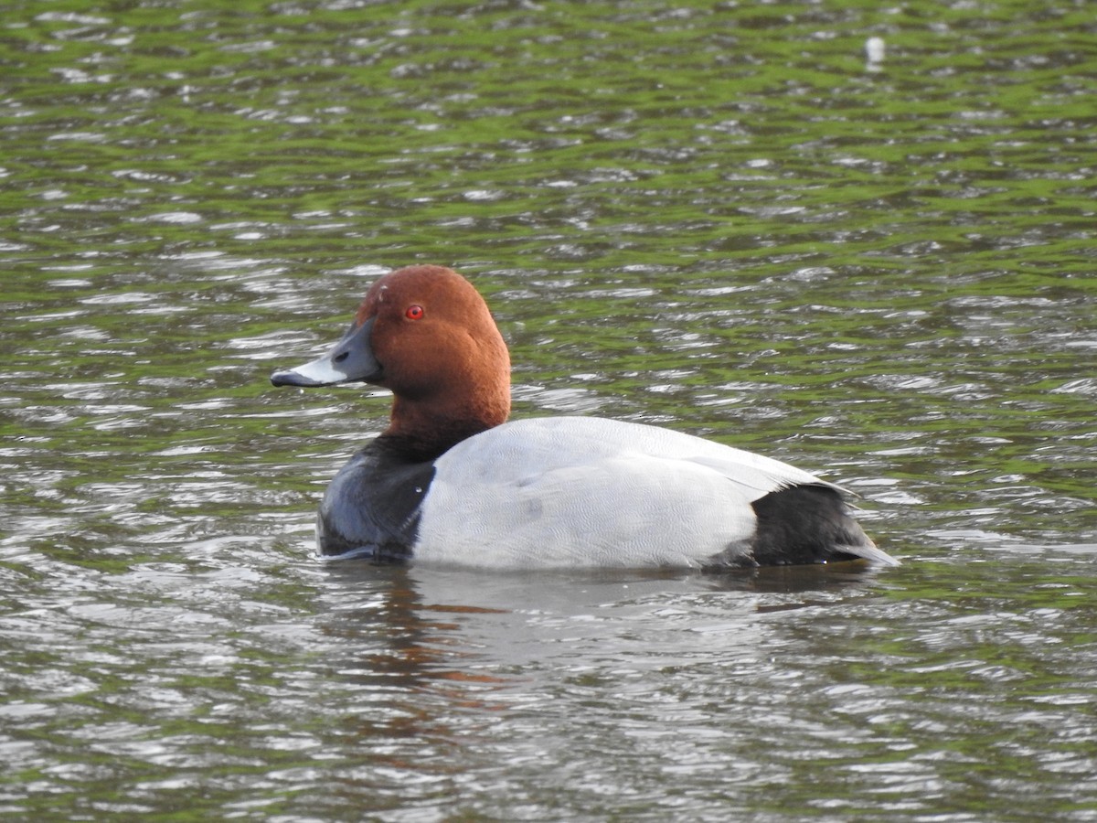 Common Pochard - ML376976921