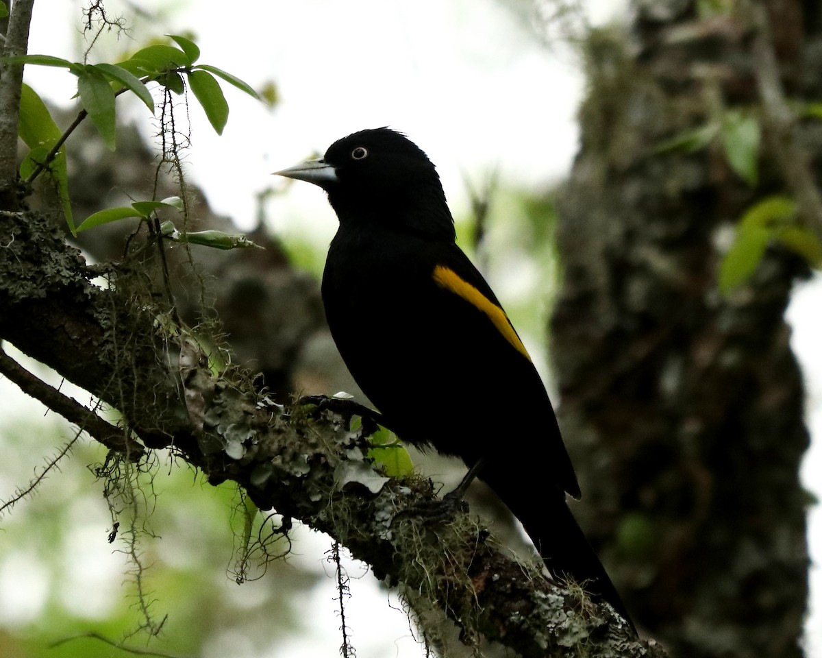 Golden-winged Cacique - ML376976951