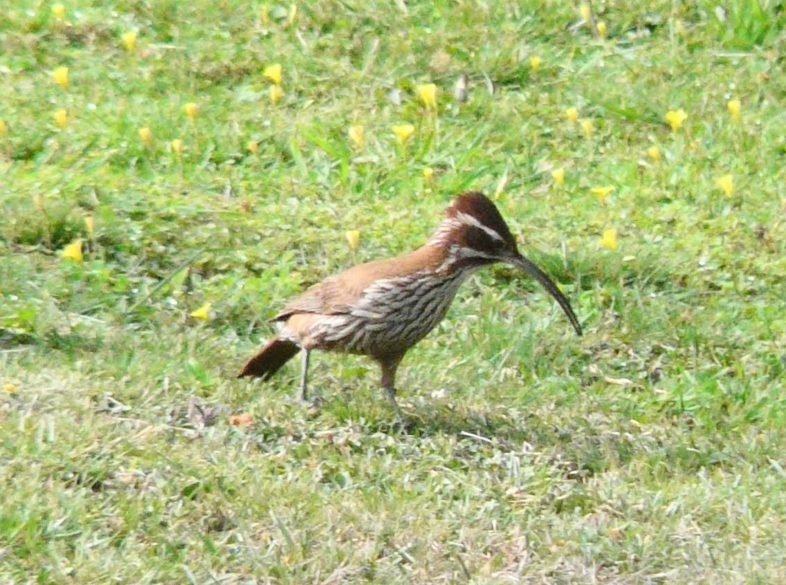 Scimitar-billed Woodcreeper - Julia M.