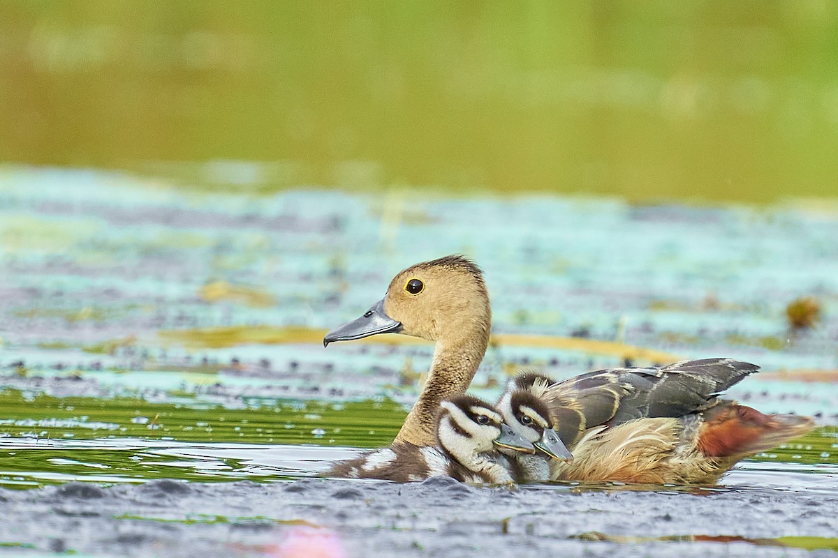 Lesser Whistling-Duck - Raghavendra  Pai