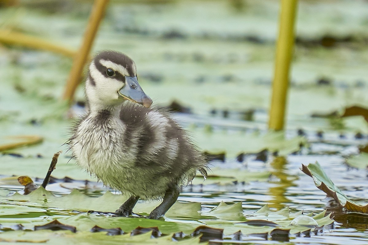 Lesser Whistling-Duck - ML376979461