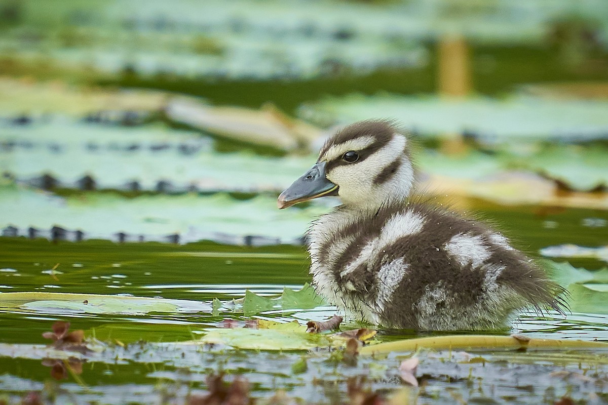 Lesser Whistling-Duck - ML376979491