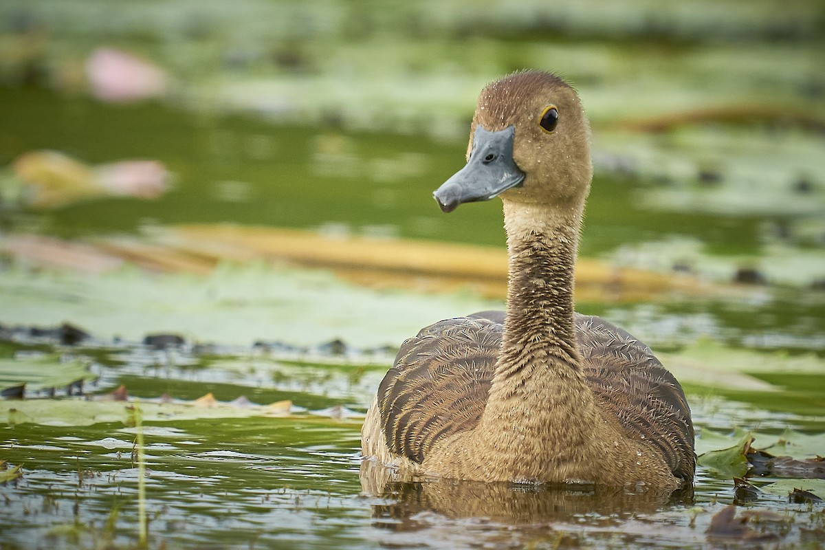 Lesser Whistling-Duck - Raghavendra  Pai