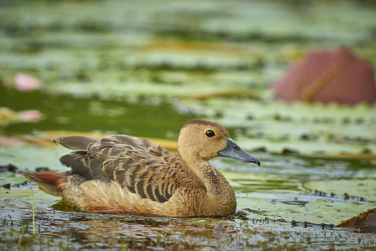 Lesser Whistling-Duck - ML376979581