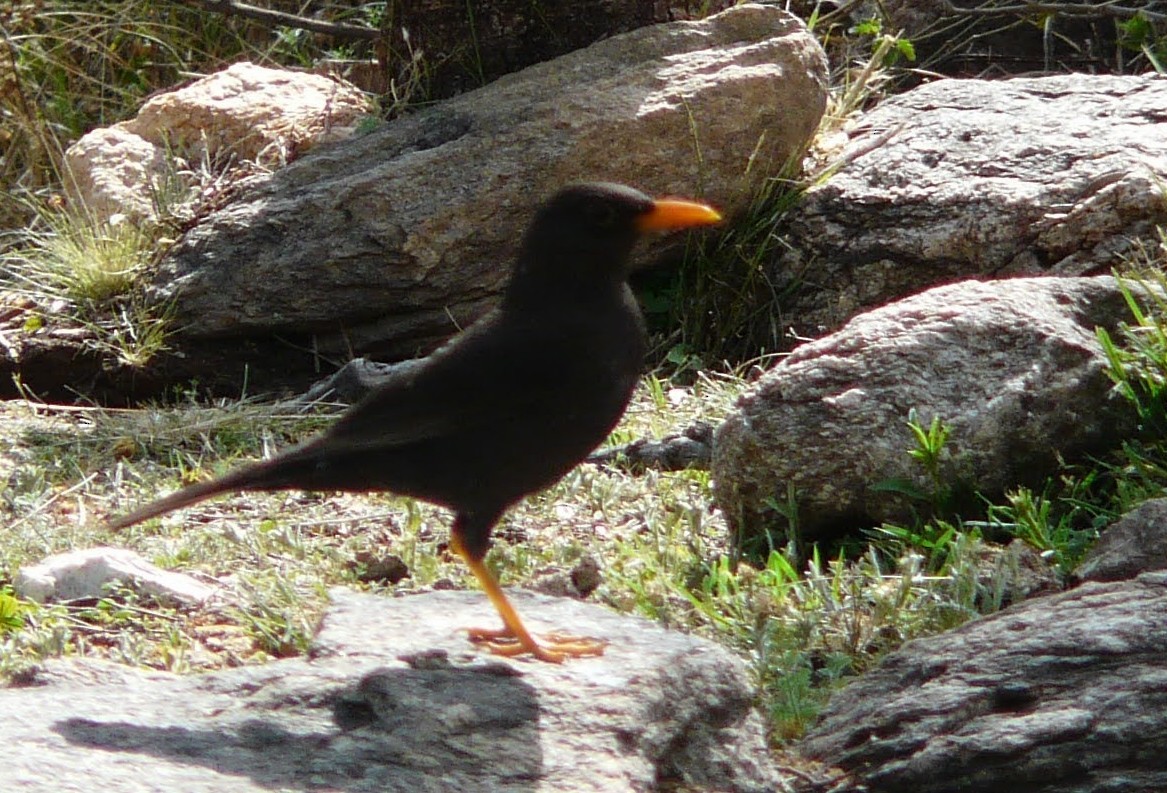 Chiguanco Thrush - ML376979701