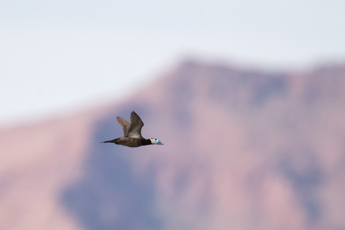 White-headed Duck - ML376980571