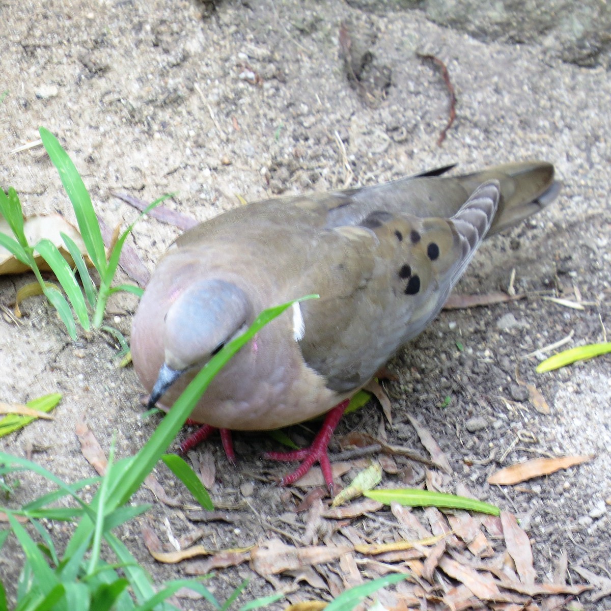 øredue - ML376980851