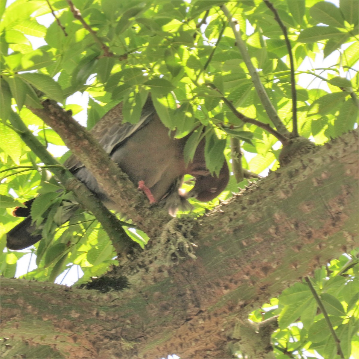 picazurodue - ML376980881