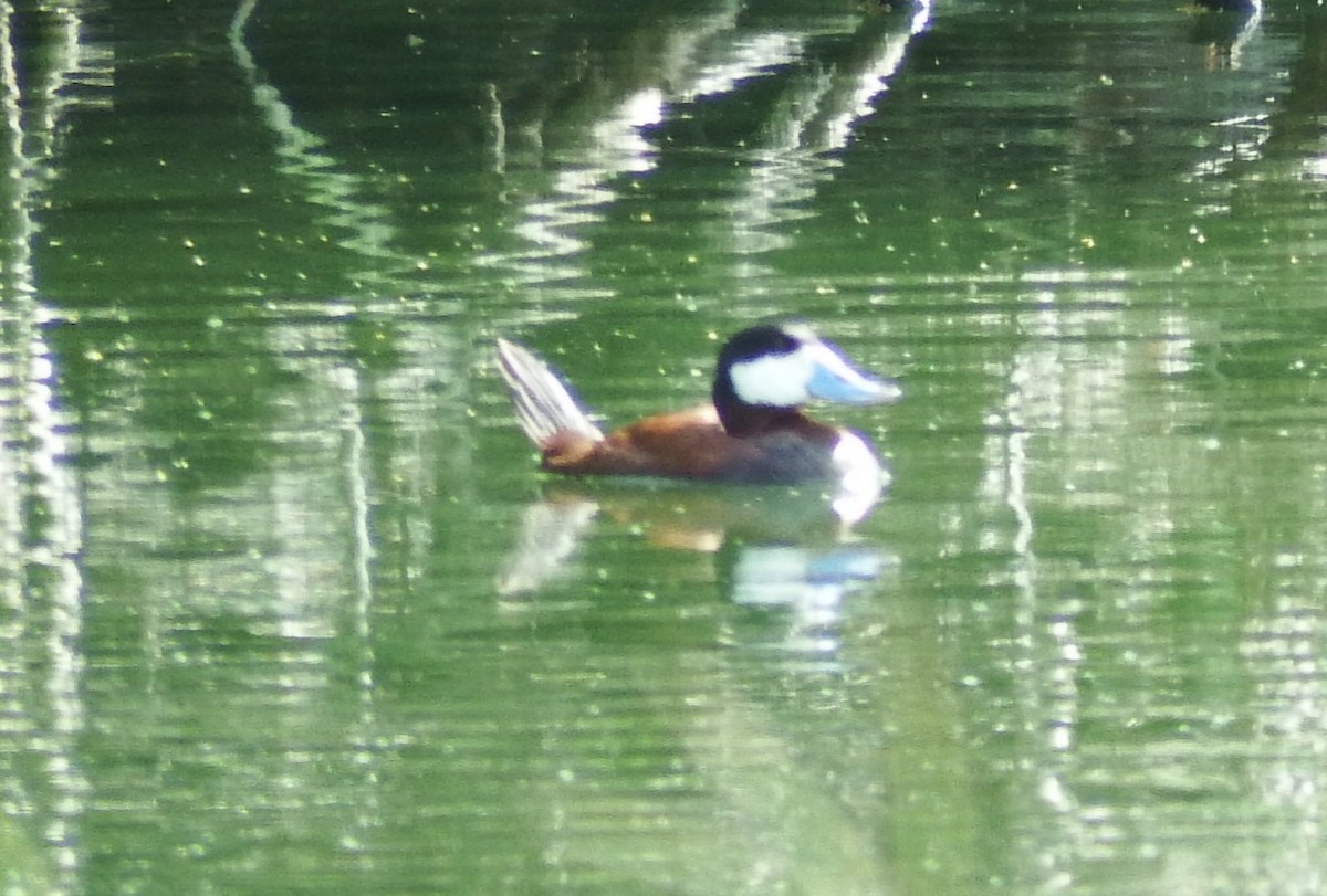 Ruddy Duck - ML376981441