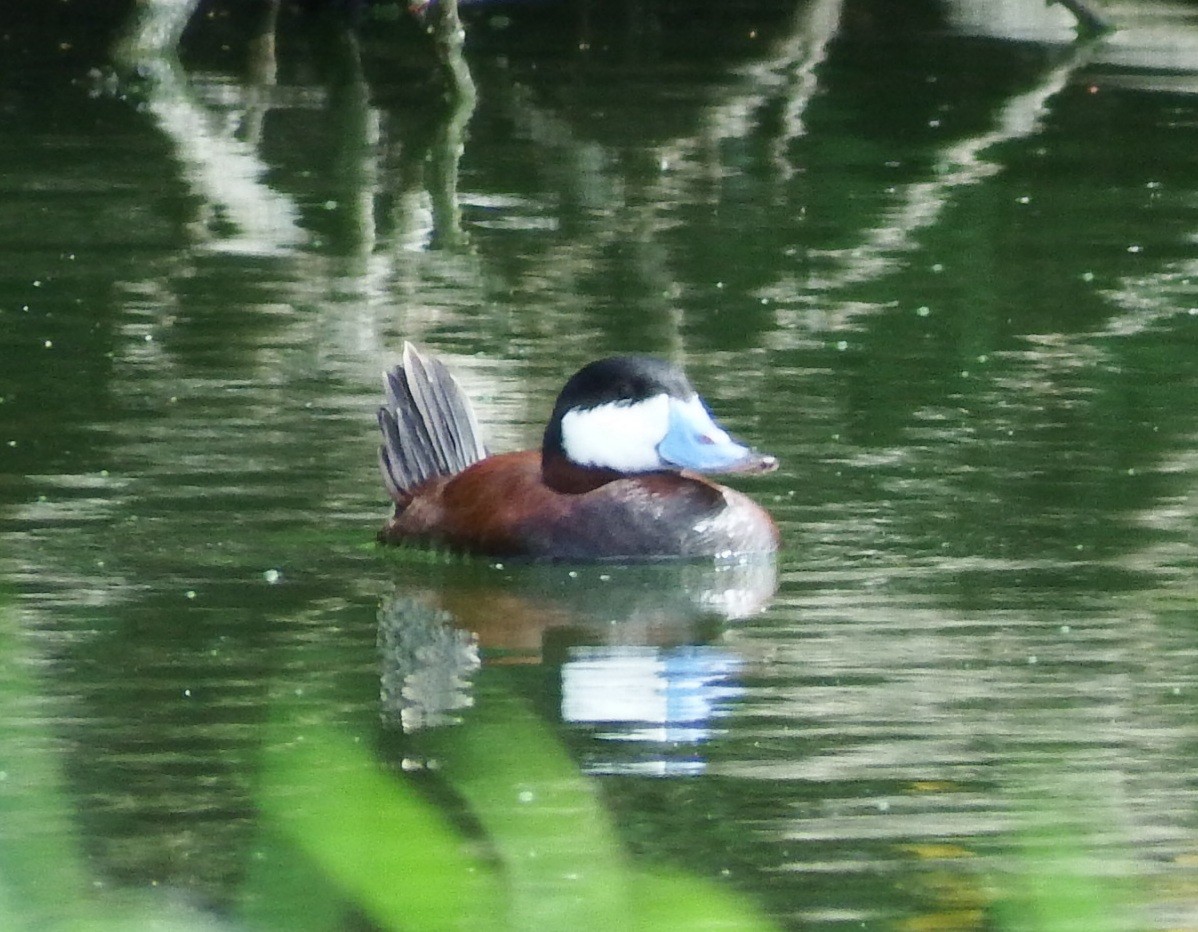 Ruddy Duck - ML376981461