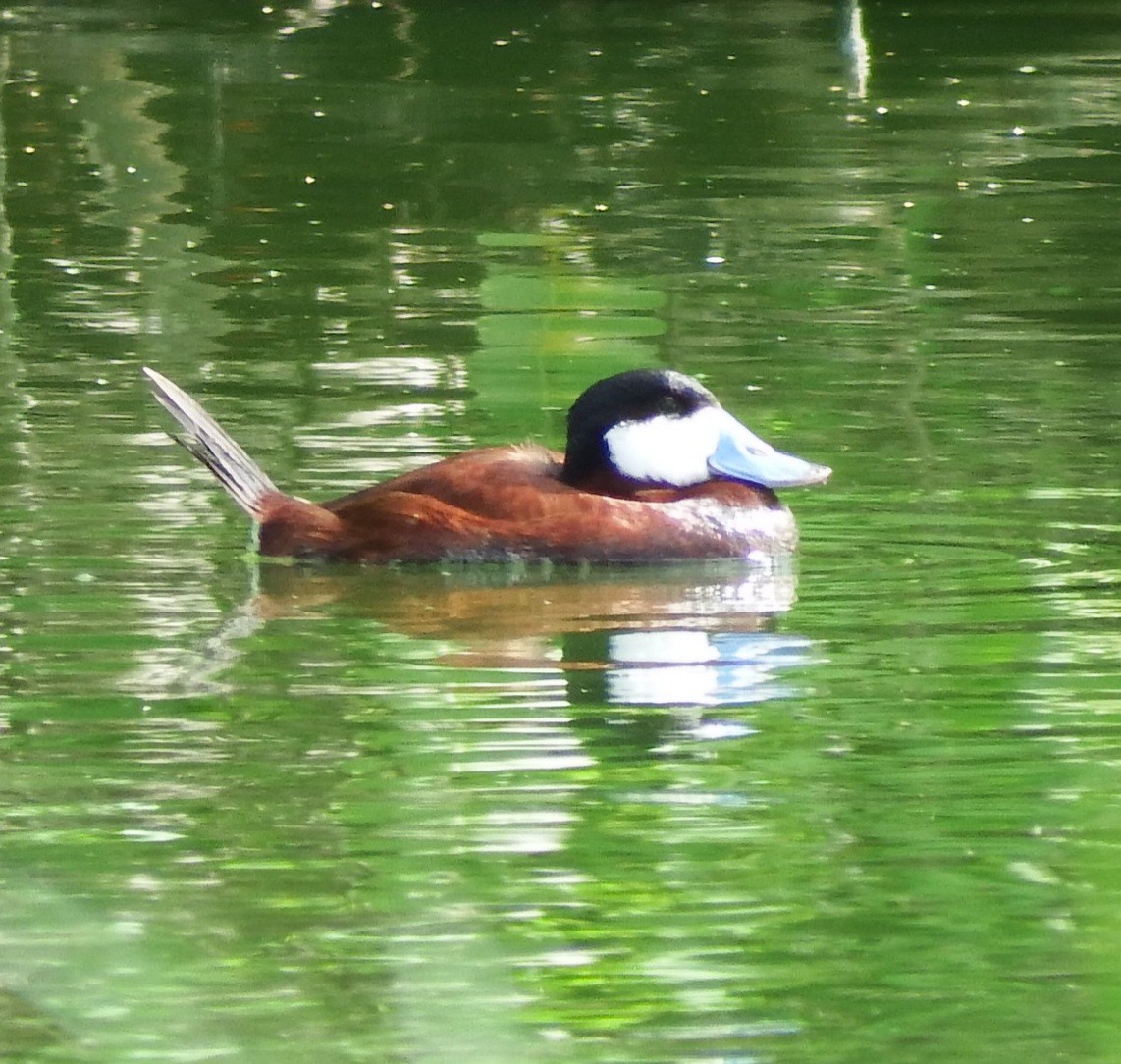 Ruddy Duck - ML376981471