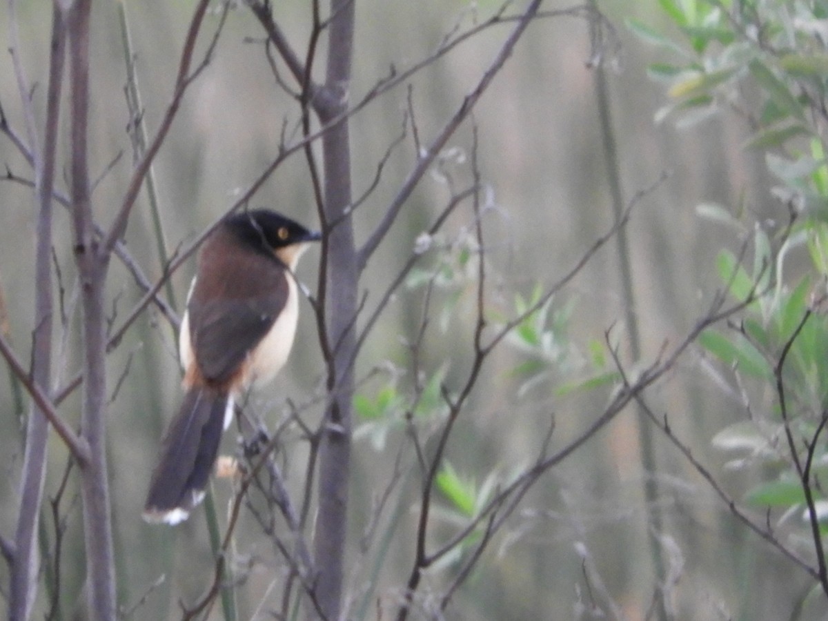 Black-capped Donacobius - ML376981791