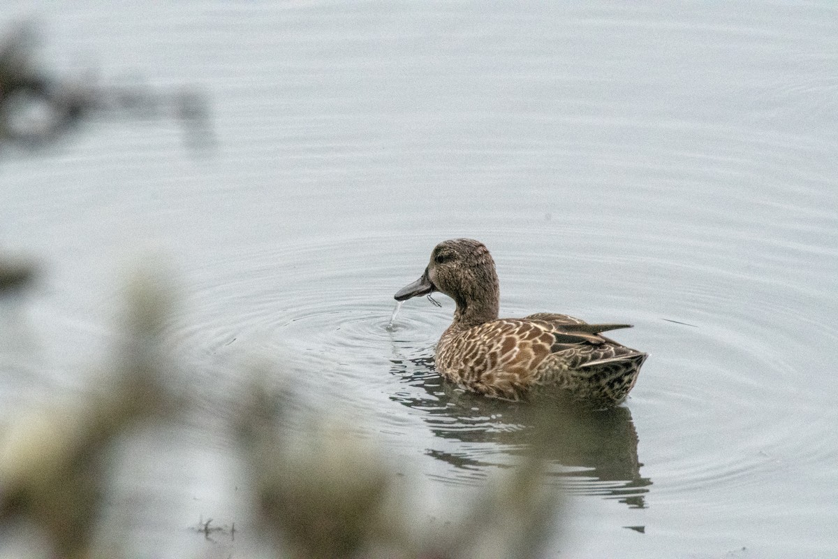 Blue-winged Teal - ML376981911