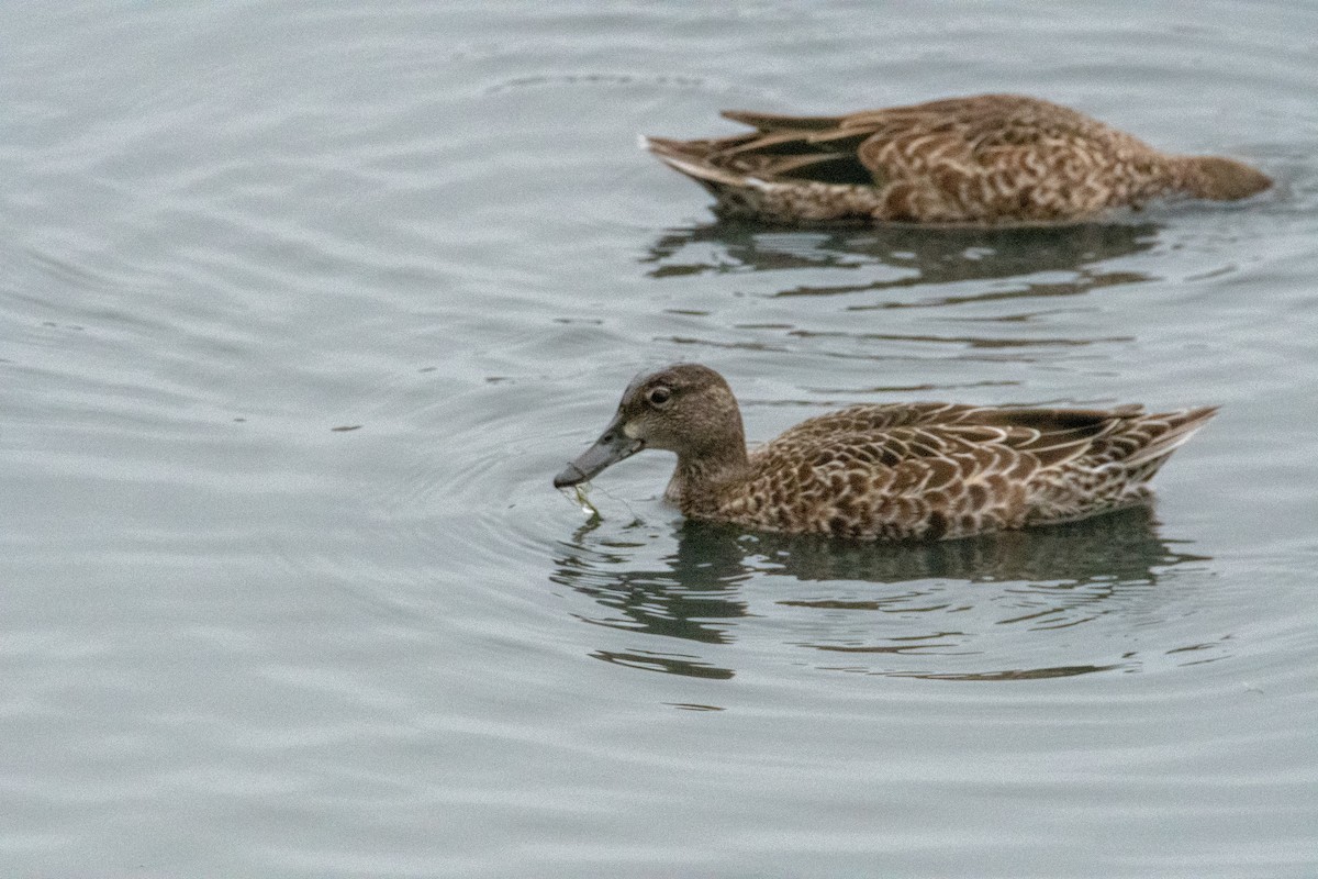Blue-winged Teal - ML376981921