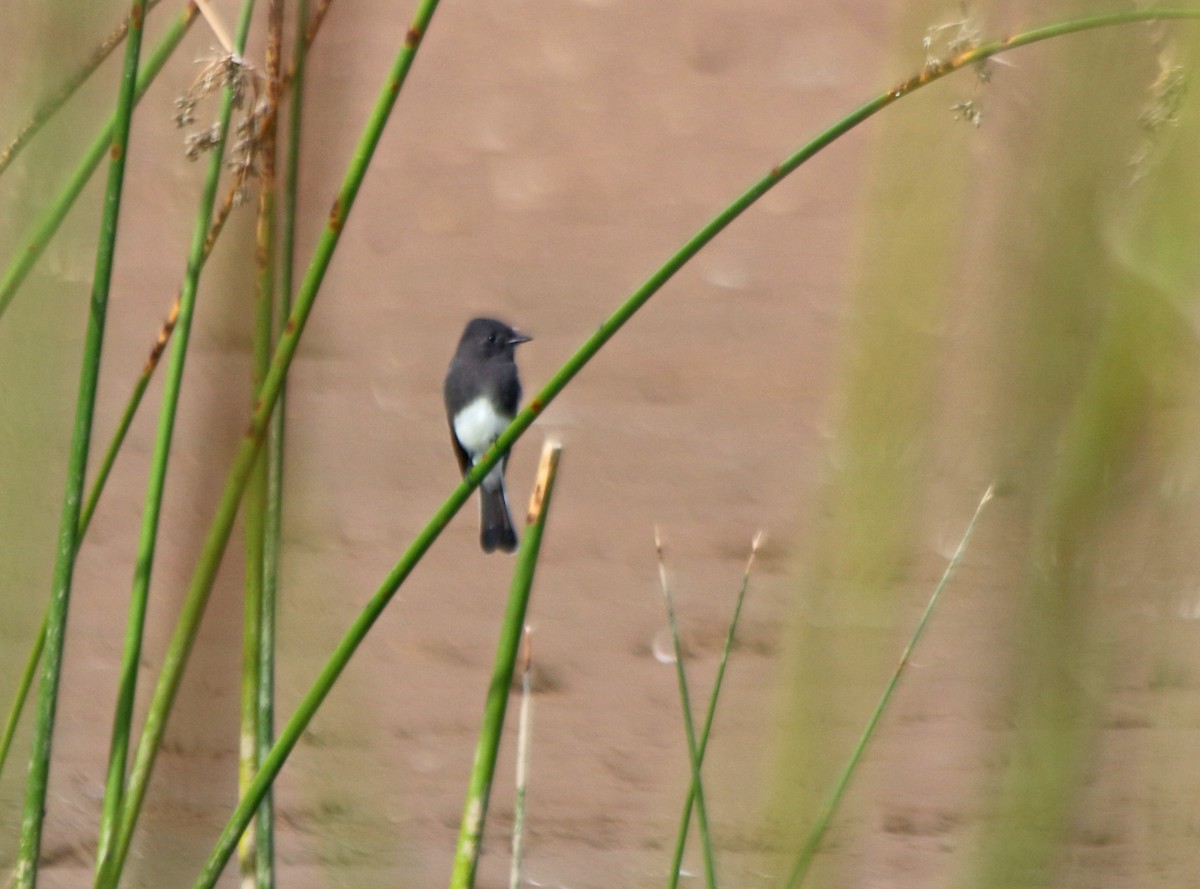 Black Phoebe - Andrew S. Aldrich