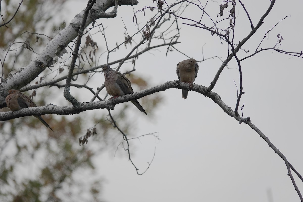 Mourning Dove - Maureen Mark