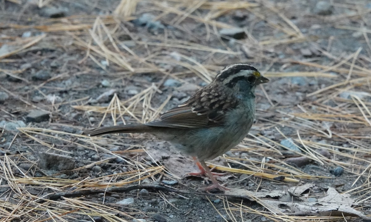 White-throated Sparrow - ML376984151