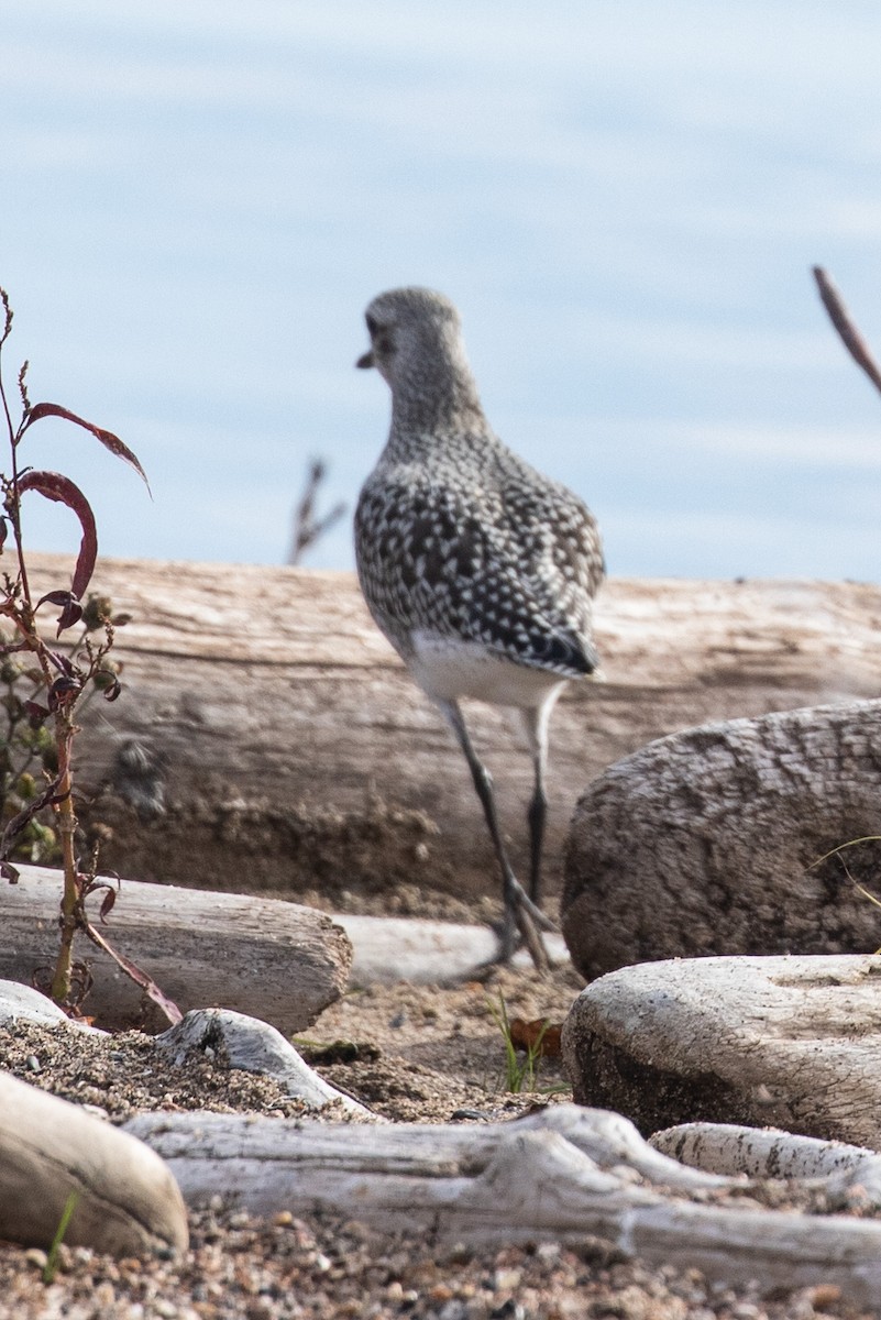 Black-bellied Plover - ML376986281