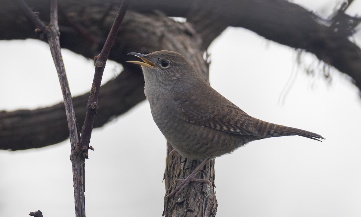 House Wren (Northern) - ML376987551