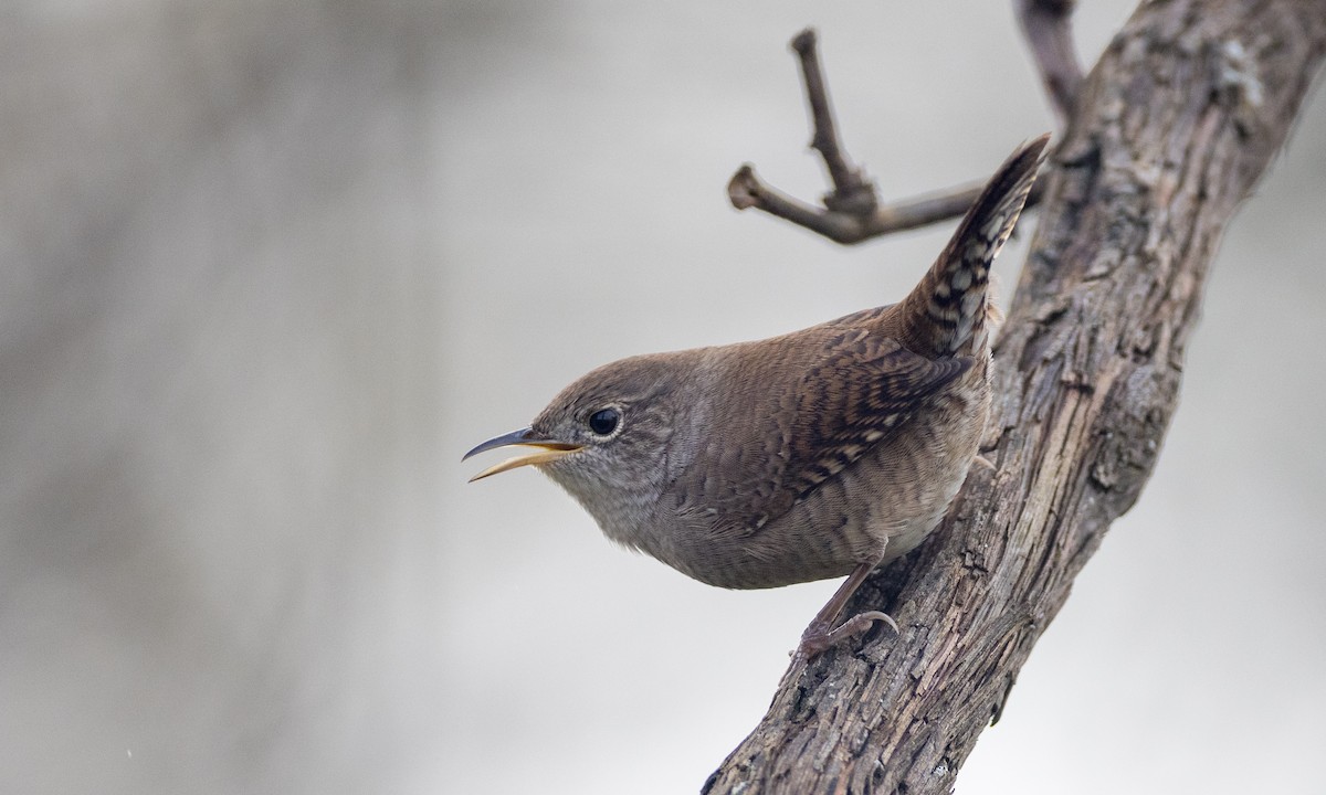 House Wren (Northern) - ML376987591