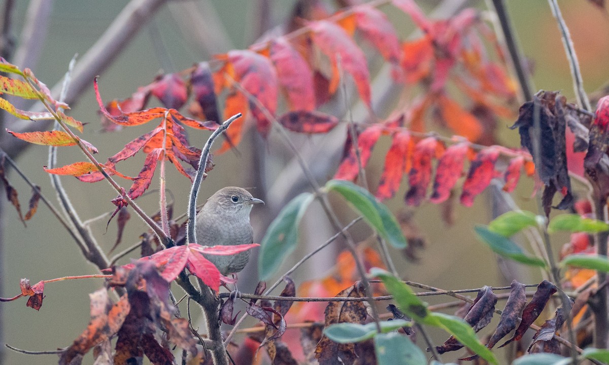 House Wren (Northern) - ML376987741