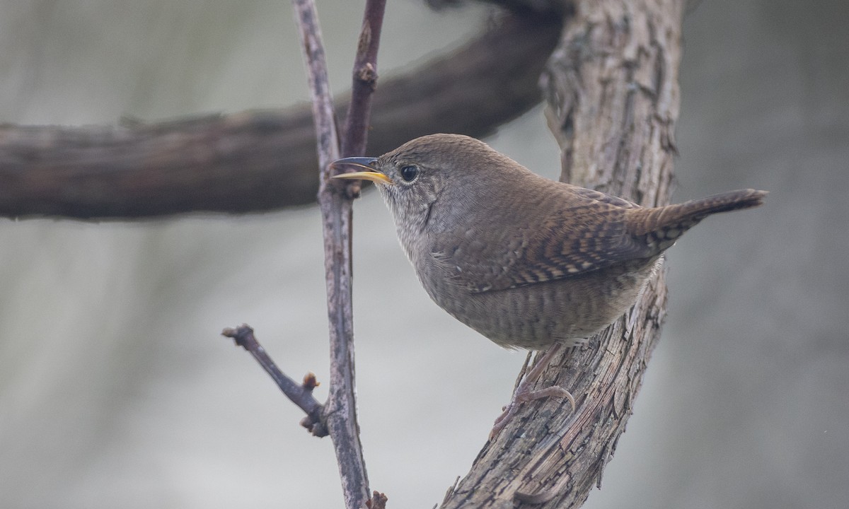 House Wren (Northern) - ML376987751