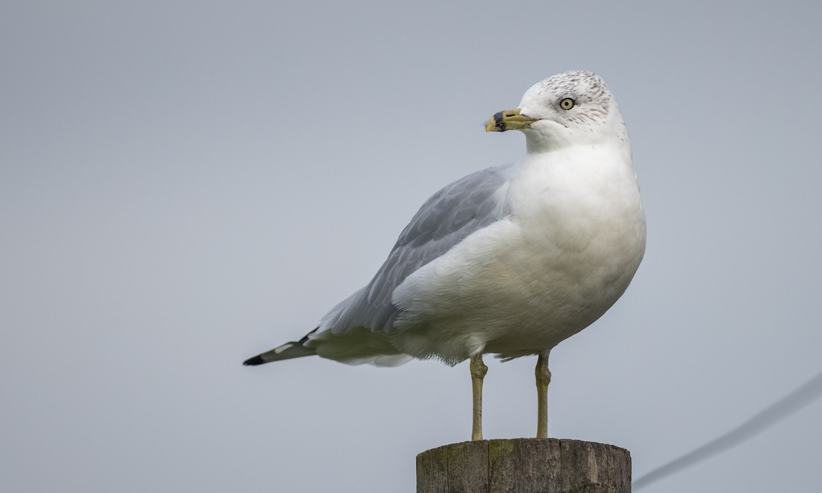 Ring-billed Gull - ML376988071