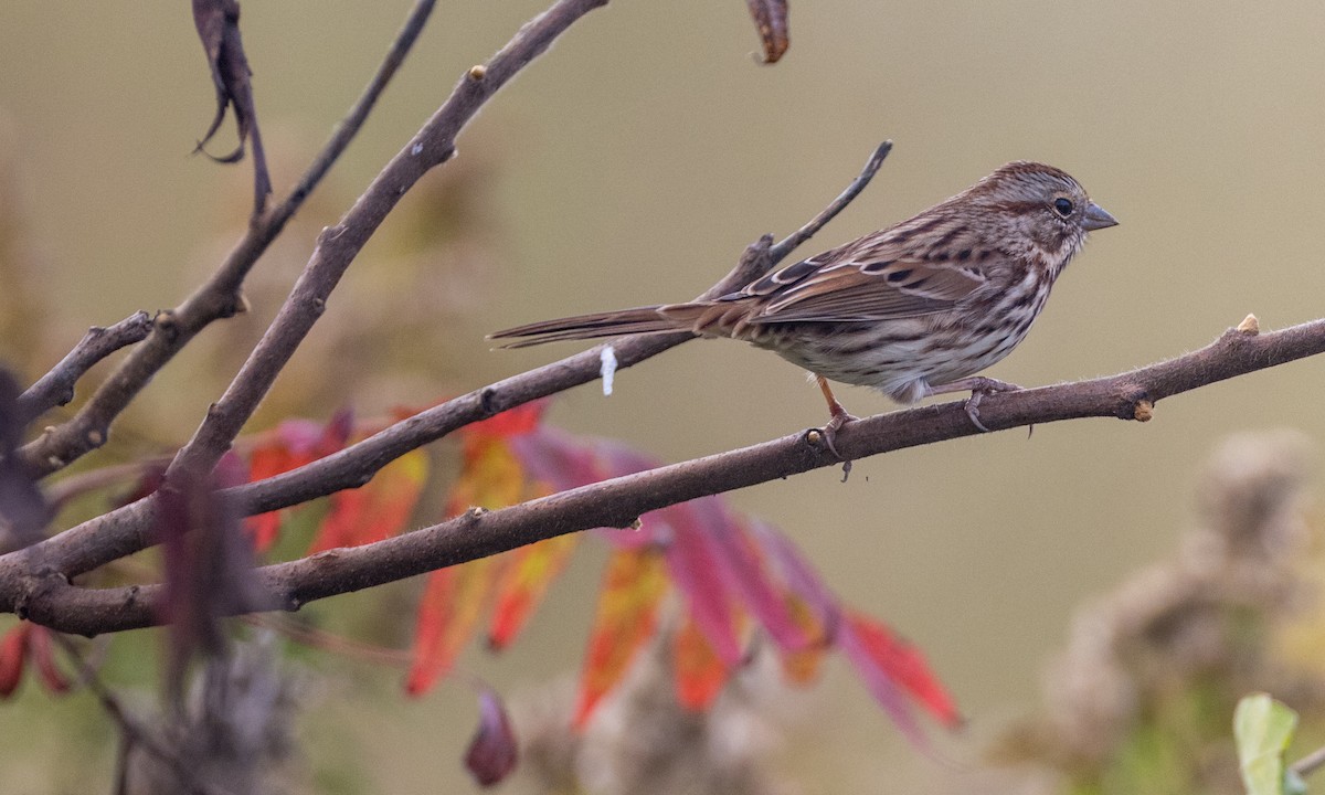 Song Sparrow (melodia/atlantica) - Chris Wood