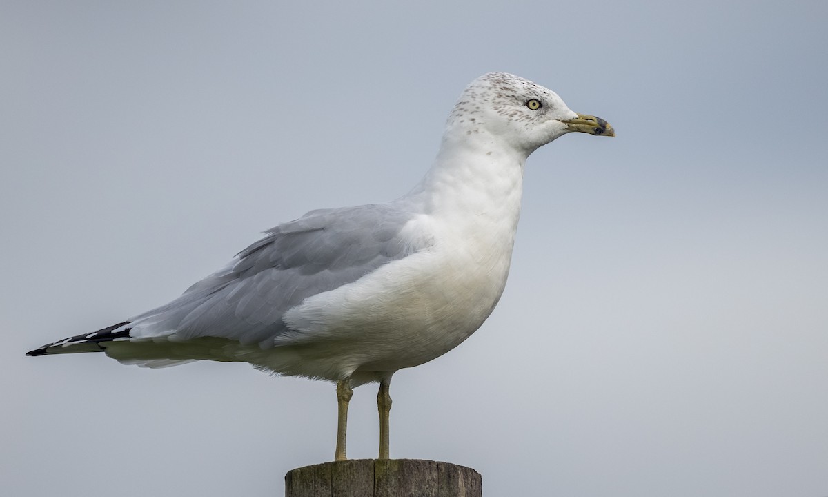 Ring-billed Gull - ML376988101