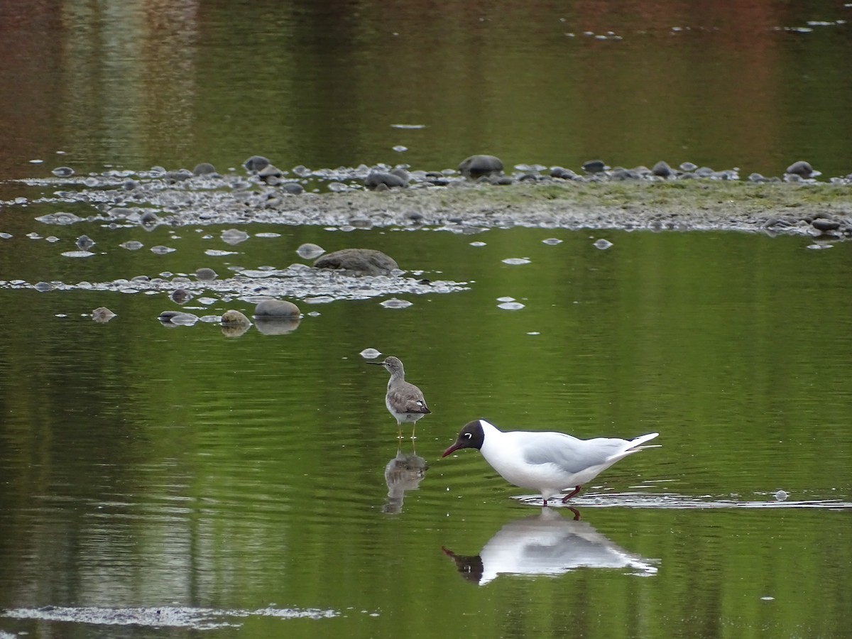 Brown-hooded Gull - Nicole Arcaya-Orrego