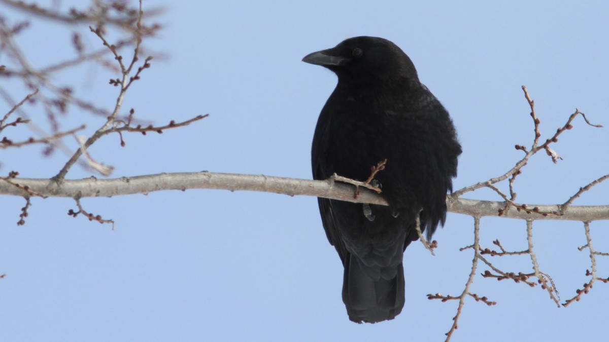 American Crow - ML37699071