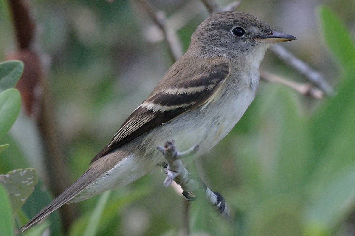 Willow Flycatcher - Michiel Oversteegen