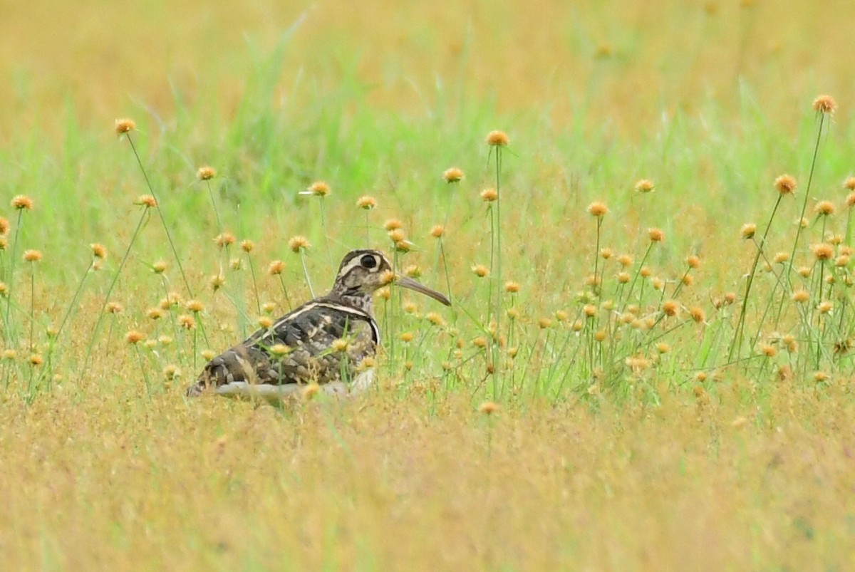 Greater Painted-Snipe - ML376991581